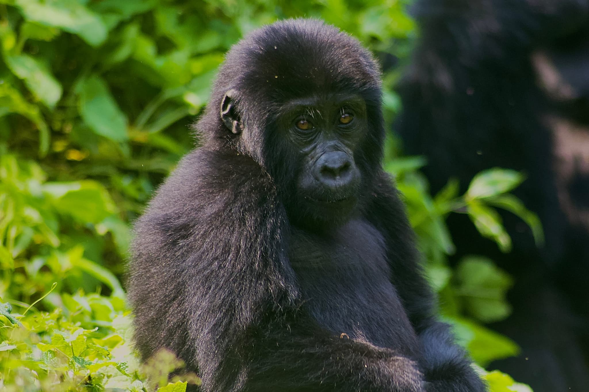 Mountain gorilla resting in the forest
