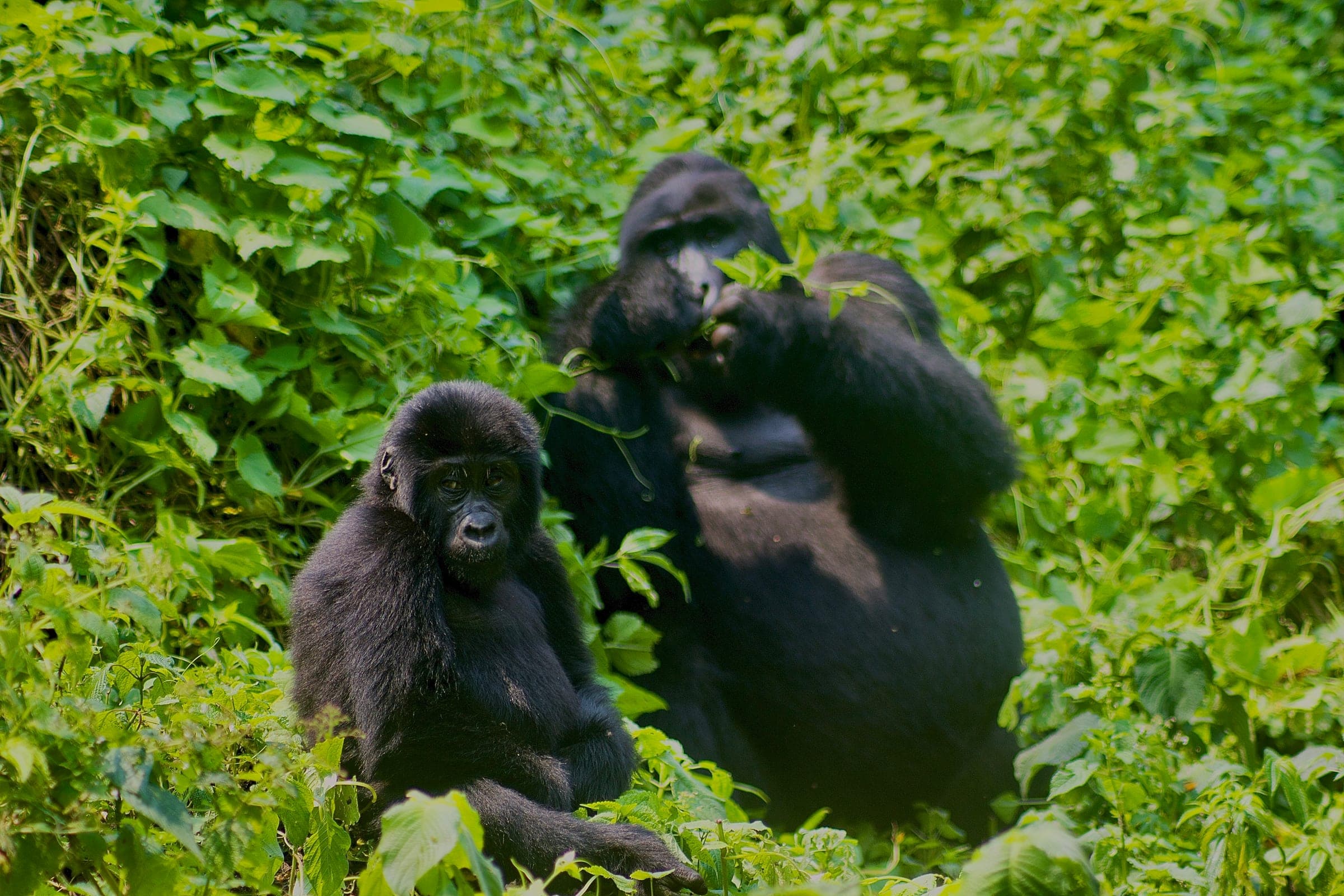 3-Day Gorilla Immersion